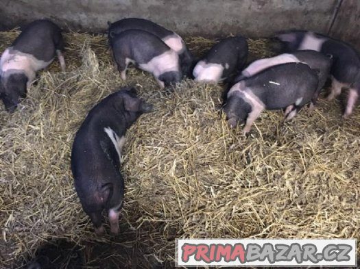 Selata černobílého čistorevného přeštického prasete – fotografie 1