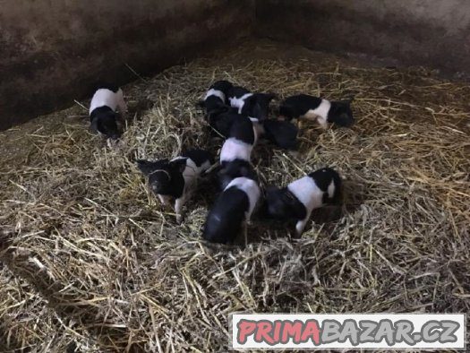 Selata černobílého čistorevného přeštického prasete – fotografie 2