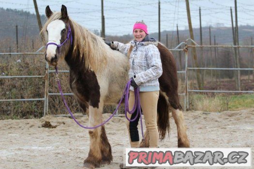 1,5 letá kobylka irského coba vzácné barvy i výšky – fotografie 1