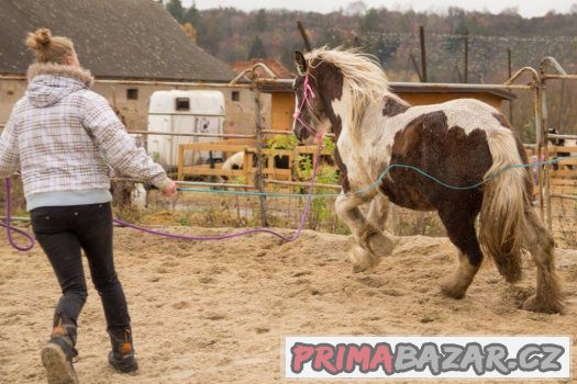 1,5 letá kobylka irského coba vzácné barvy i výšky – fotografie 5
