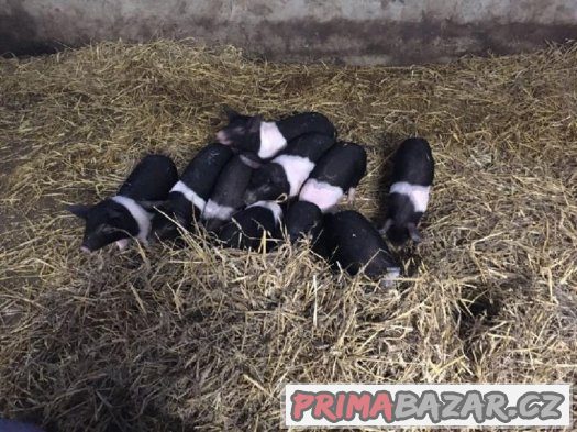 prodáme selata přeštického ČB prasete – fotografie 1