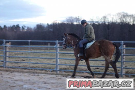 Valach 11let ,50% APPA, KV 160cm – fotografie 2