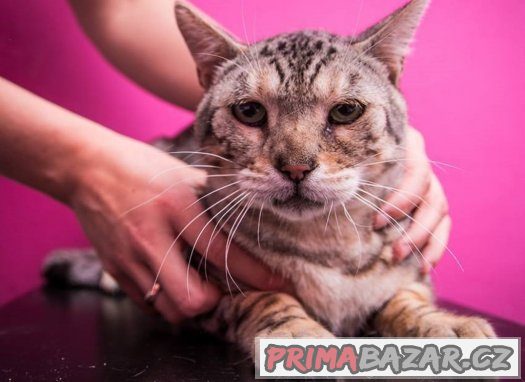 ♥ Bengálský pár Venus a Loki hledají společný domov ♥ – fotografie 2