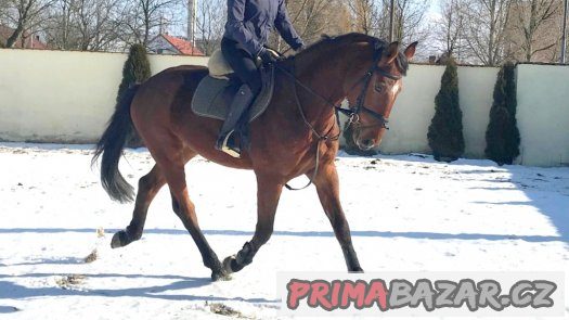 5ti letý schopný valach (drezura/parkur) – fotografie 1