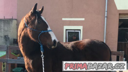 Školní valášek - pod sedlem vhodný i pro dítě / začínající – fotografie 1