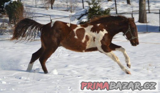 Paint horse valášek – fotografie 2