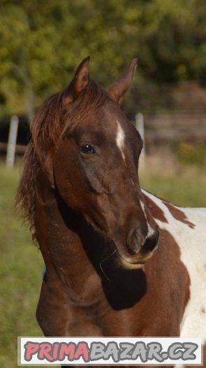 Paint horse valášek – fotografie 3