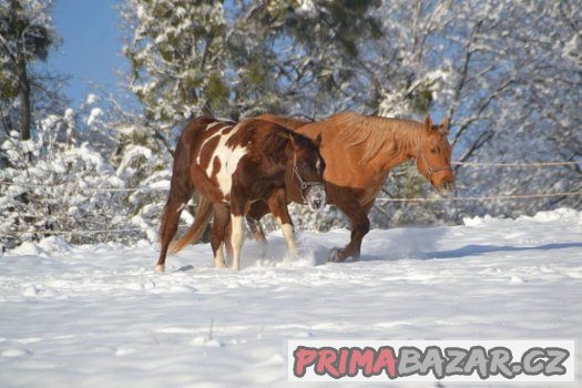 Paint horse valášek – fotografie 5