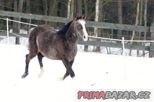 QH hřebeček 2 roky – fotografie 2