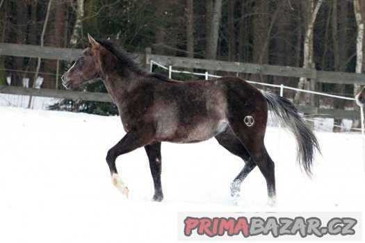 QH hřebeček 2 roky – fotografie 3