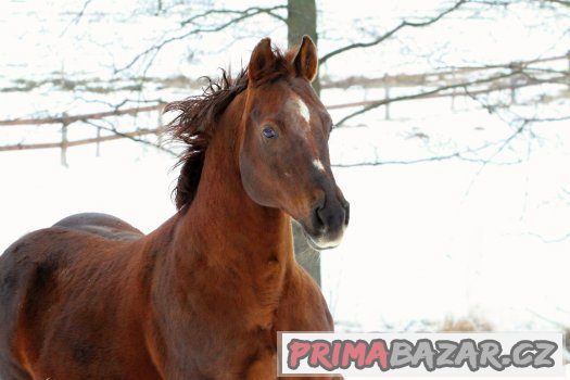Připouštění QH - GEE RONNIE MO – fotografie 1