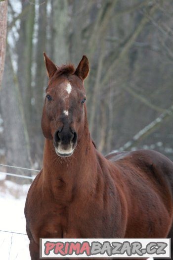 Připouštění QH - GEE RONNIE MO – fotografie 3