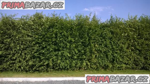 Habr obecný - AKCE - 50cm/12,-Kč – fotografie 3