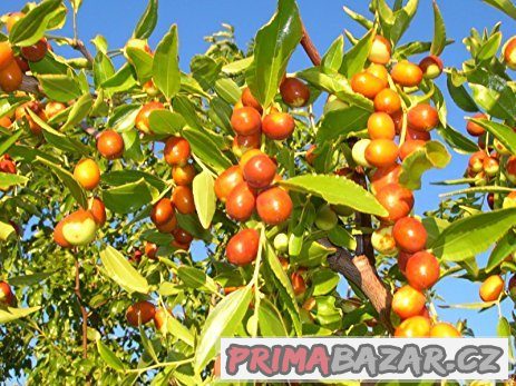 Jujuba ( Zizyphus mauritiana ) - semena 5 ks – fotografie 1
