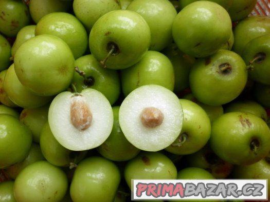 Jujuba ( Zizyphus mauritiana ) - semena 5 ks – fotografie 2