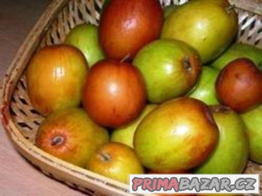 Jujuba ( Zizyphus mauritiana ) - semena 5 ks – fotografie 4