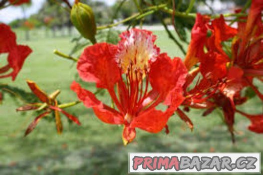 Delonix královská ( delonix regia ) - semena 5 ks – fotografie 2