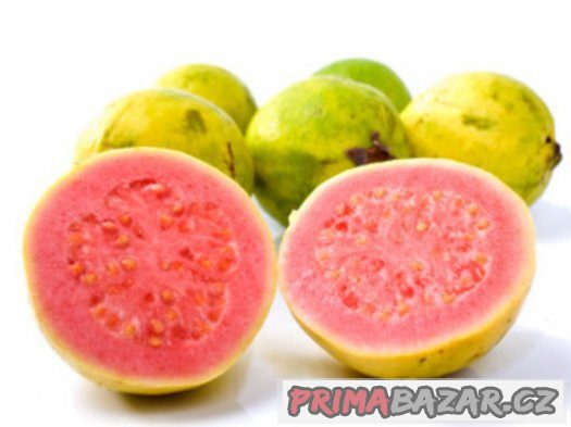 Guava Psidium Guajava ( kvajáva) - semena - 10 ks – fotografie 2