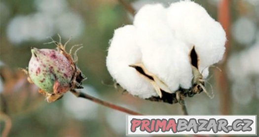Bavlník ( Gossypium ) - semena 10 ks – fotografie 1