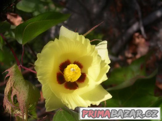Bavlník ( Gossypium ) - semena 10 ks – fotografie 4