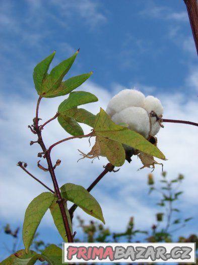 Bavlník ( Gossypium ) - semena 10 ks – fotografie 5