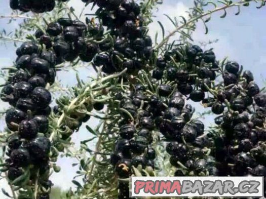 Černá Goja Berry Kustovnice ruténská - semena 20ks – fotografie 3