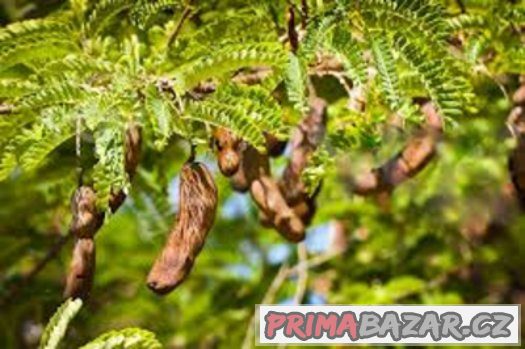 Tamarind indický - semena 5 ks – fotografie 1