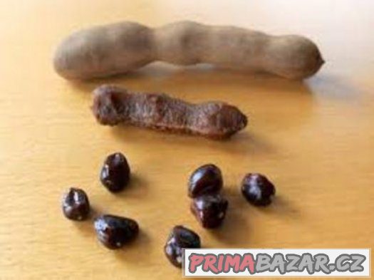 Tamarind indický - semena 5 ks – fotografie 3