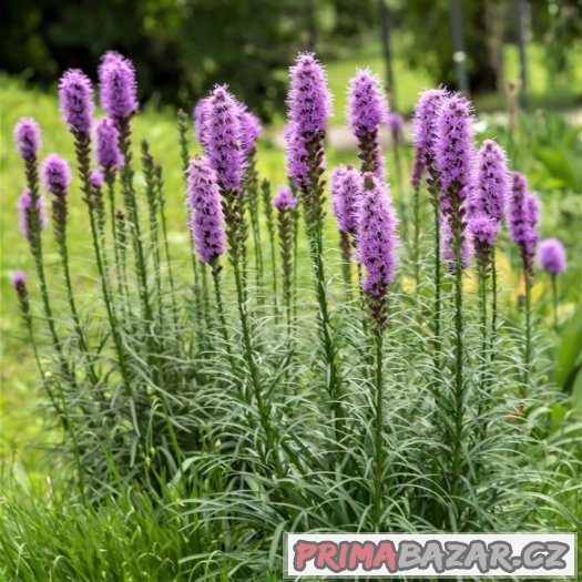 Liatris spicata ( šuškarda ) - semena 25 ks – fotografie 1