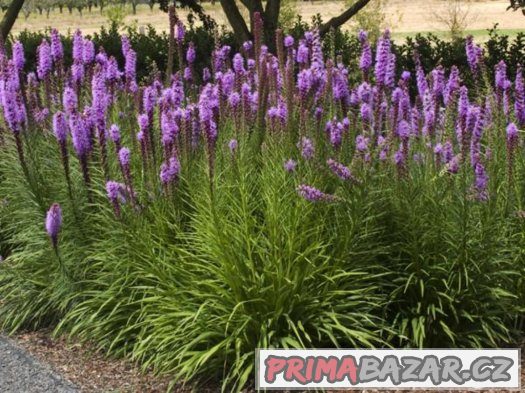 Liatris spicata ( šuškarda ) - semena 25 ks – fotografie 2