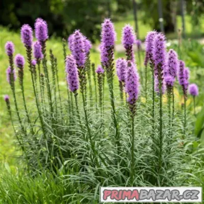 Liatris spicata ( šuškarda ) - semena 25 ks