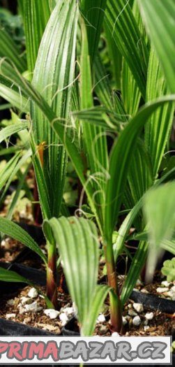 Palma Washingtonia filifera - semena 5 ks – fotografie 5
