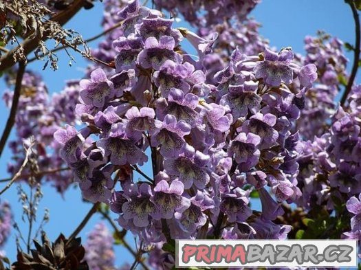 Paulownia - císařský strom - semena 50ks – fotografie 2