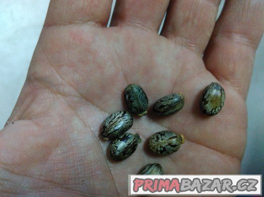 Skočec obecný (Ricinus communis) - semena 5ks – fotografie 5