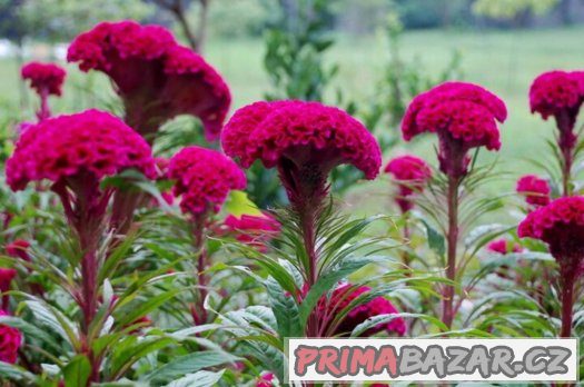 Nevadlec hřebenitý ( Celosia argentea ) - semena 50 ks – fotografie 1