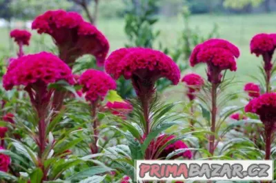 Nevadlec hřebenitý ( Celosia argentea ) - semena 50 ks