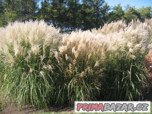 Ozdobnice čínská (Miscanthus sinensis) - semena 30 ks – fotografie 2