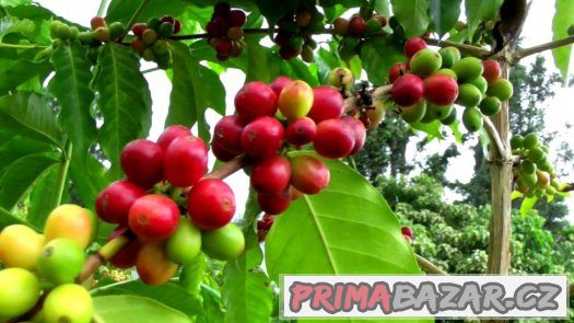 Kávovník arabský ( coffea arabica ) - semena 10 ks – fotografie 4