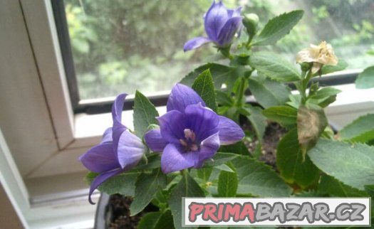 Eustoma modrá ( Jícnovka ) - semena 25 ks – fotografie 3