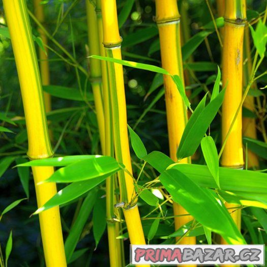 Bambus Phyllostachys Aureosulcata - semena 10 ks – fotografie 1