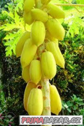 Papaya carica - semena 10 ks – fotografie 3