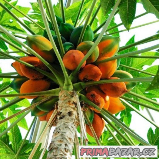 Papaya carica - semena 10 ks – fotografie 5