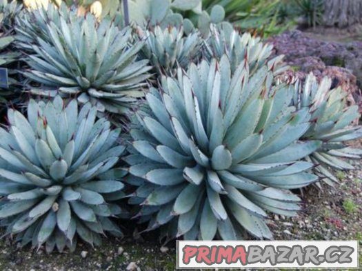 Agave - semena 15 ks – fotografie 1