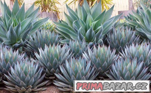 Agave - semena 15 ks – fotografie 2