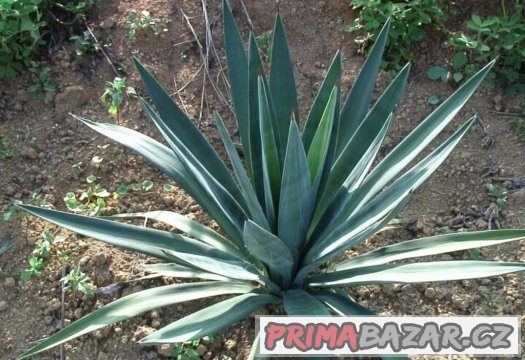 Agave - semena 15 ks – fotografie 3
