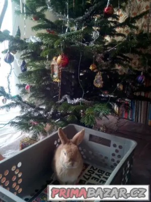 Poptávám staré pečivo, seno, slámu pro zvířata