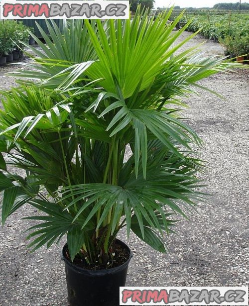 Livistonia chinensis - naklíčená semena