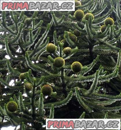 Araucaraia Araucana - naklíčená semena