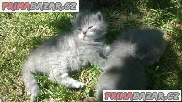 Prodám modrá koťátka – fotografie 2
