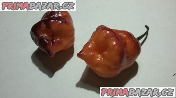 Chilli Orange Tiger - sazenice